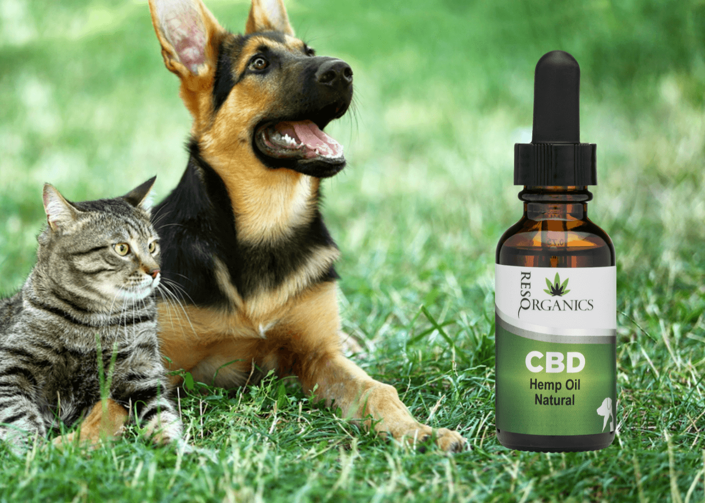 CBD For Pets A Whole New World of Supplements